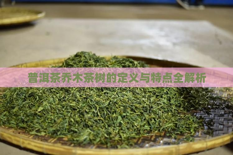 普洱茶乔木茶树的定义与特点全解析