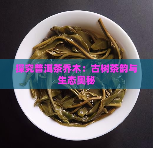 探究普洱茶乔木：古树茶韵与生态奥秘