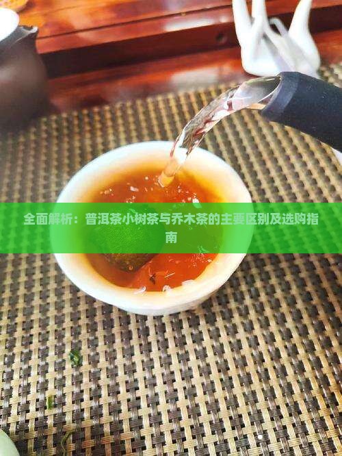 全面解析：普洱茶小树茶与乔木茶的主要区别及选购指南