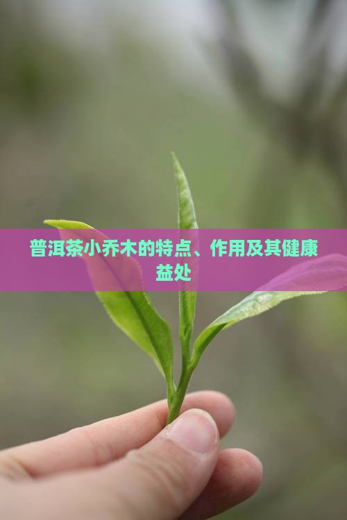 普洱茶小乔木的特点、作用及其健康益处